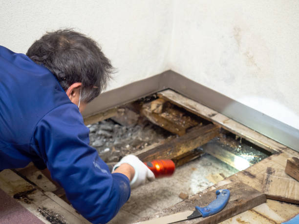 Best Residential Mold Inspection & Testing  in Mishawaka, IN